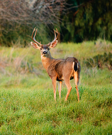 California Blacktail Deer Hunting