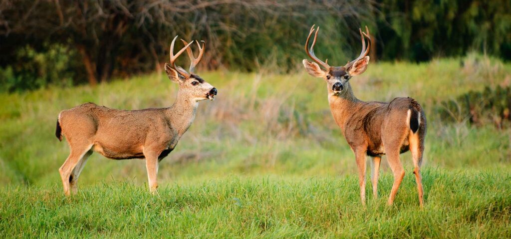 California Blacktail Deer Hunting