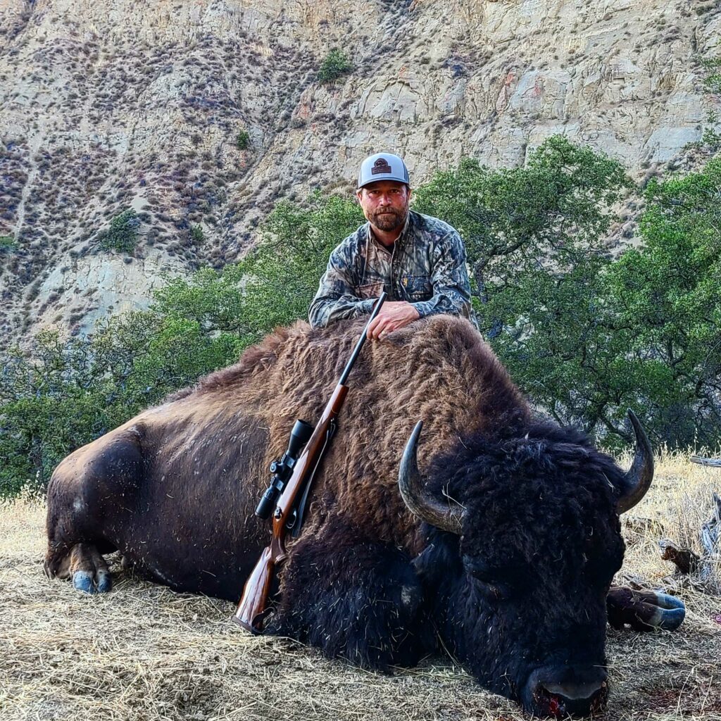 Wild Bison hunting