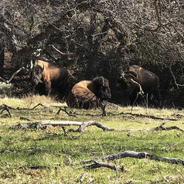 guided buffalo hunts