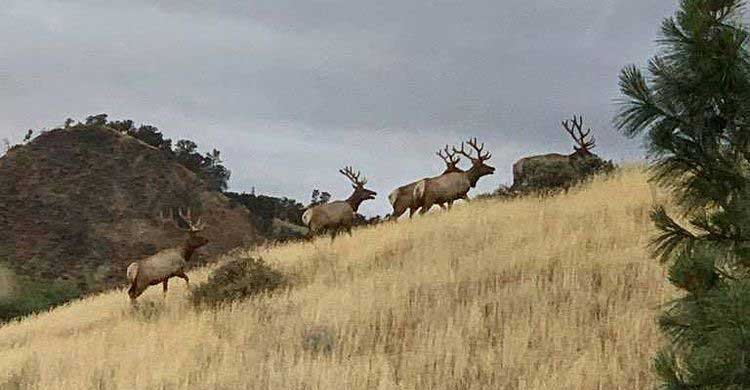 California Tule elk moving