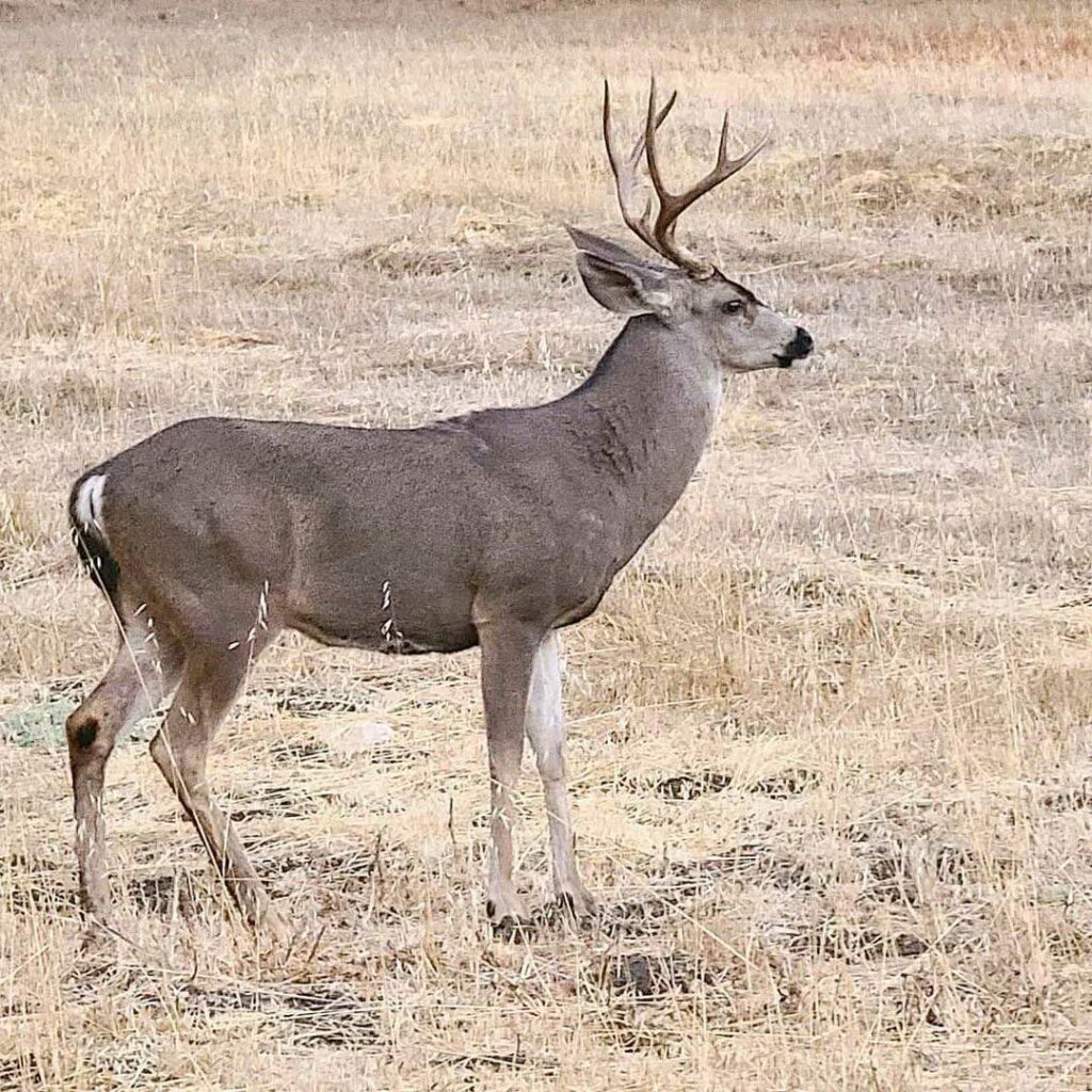 blacktail deer hunting California