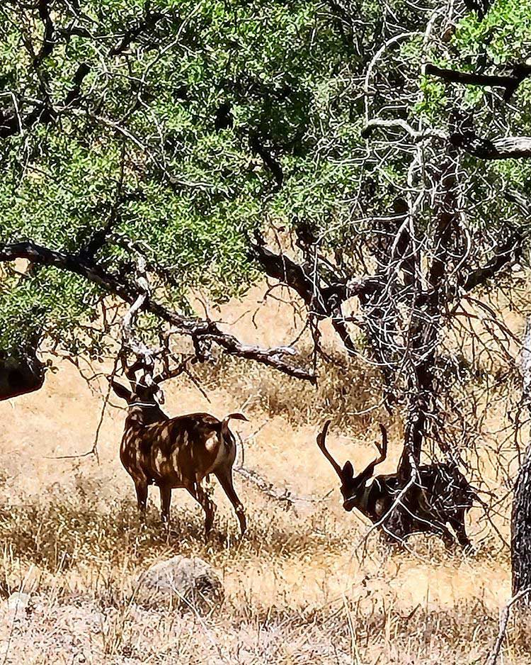 Wild deer hunting california