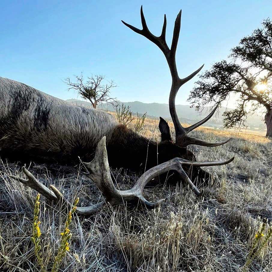 California Tule elk hunting