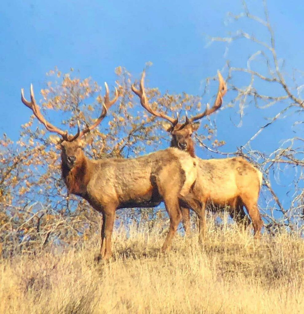 Tule Elk Hunting California