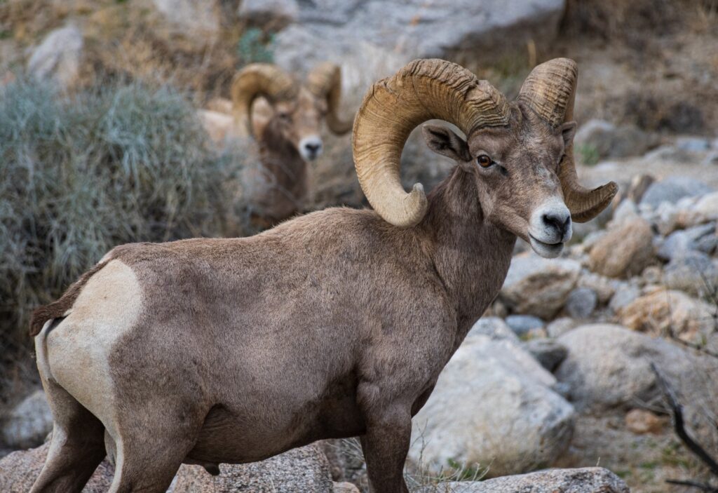 South Baja Big Horn Sheep Hunting