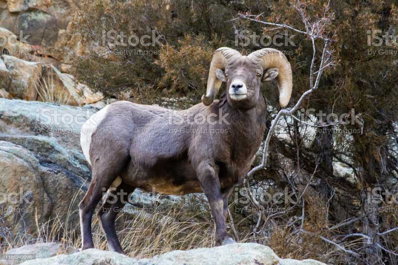 Mexico bighorn sheep hunting
