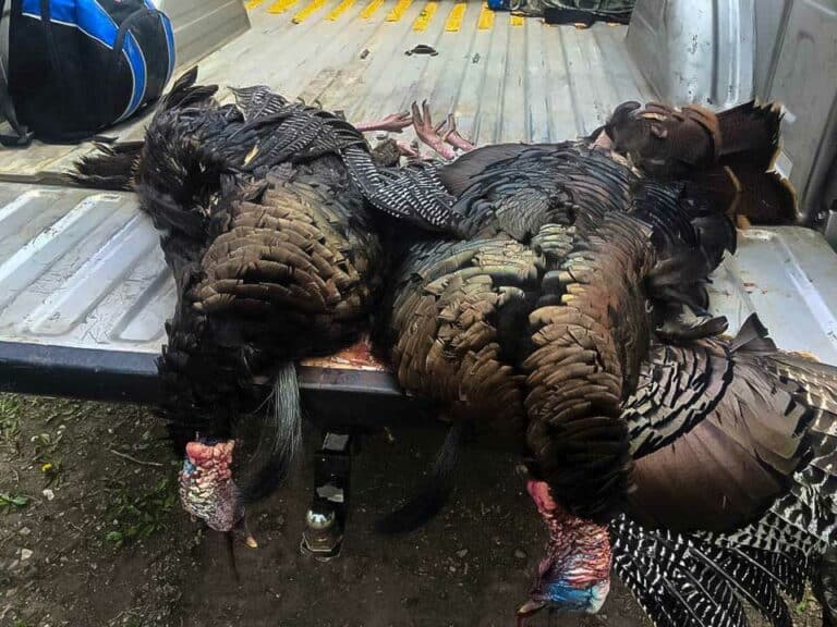 California Turkey Hunting Outfitter in California