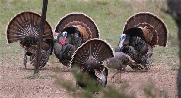 Turkey Hunting California