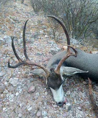 Baja Blacktail deer hunting outfitters in Mexico