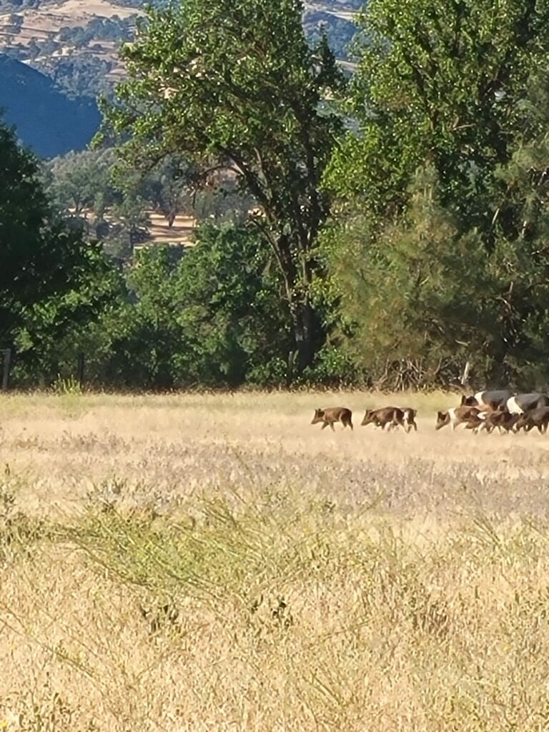 california pig hunting outfitters
