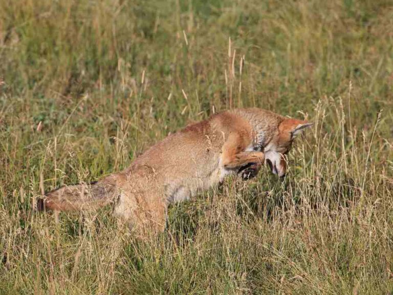 Coyote Hunting in Coalinga, California
