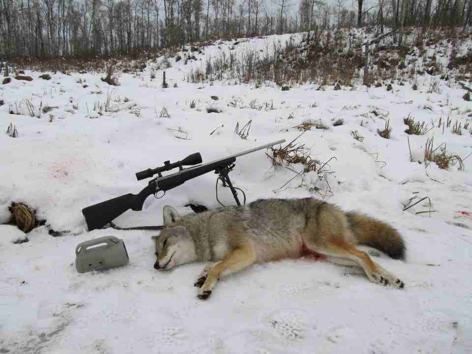 coyote hunting guide