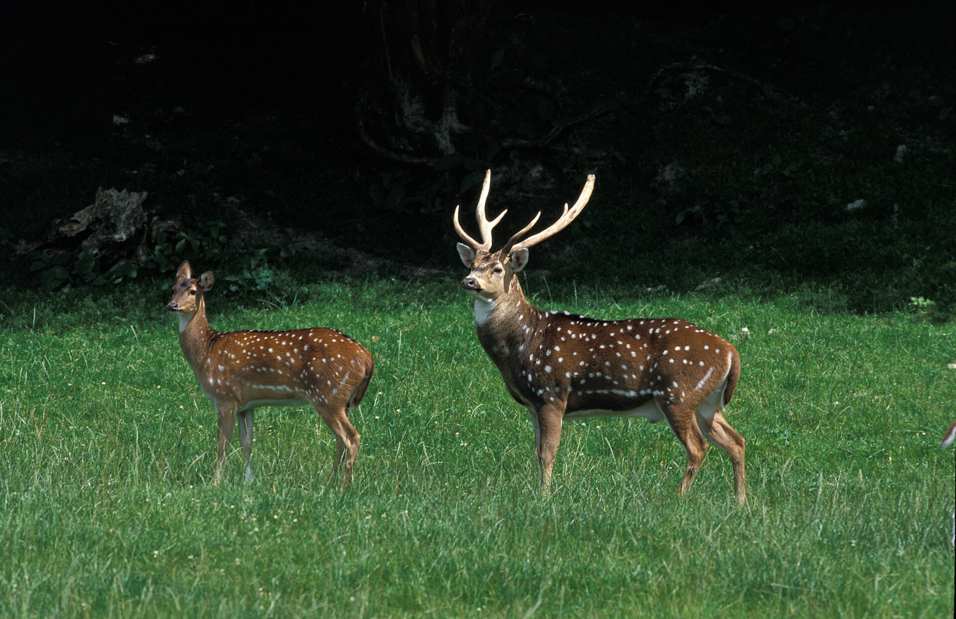 Axis Deer Hunting in Maui Hawaii | Axis Deer Hunt