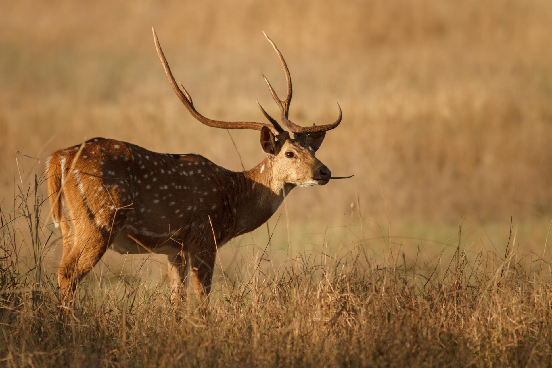 Axis Deer Hunting in Maui Hawaii | Axis Deer Hunt