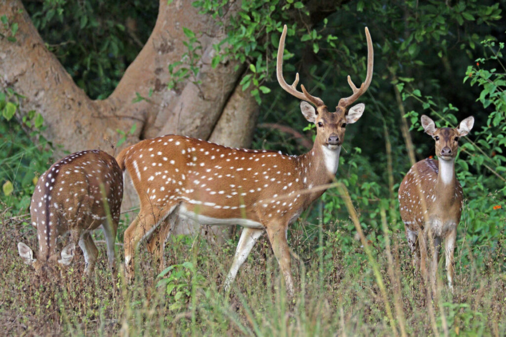 Axis Deer Hunting in Maui Hawaii | Axis Deer Hunt