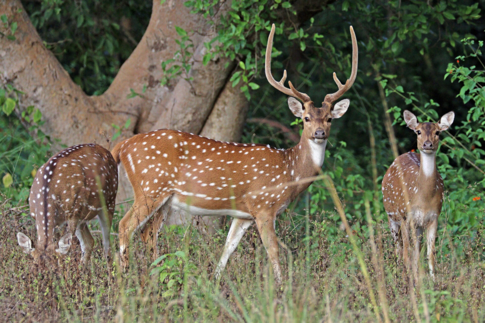 Axis Deer Hunting in Maui Hawaii | Axis Deer Hunt