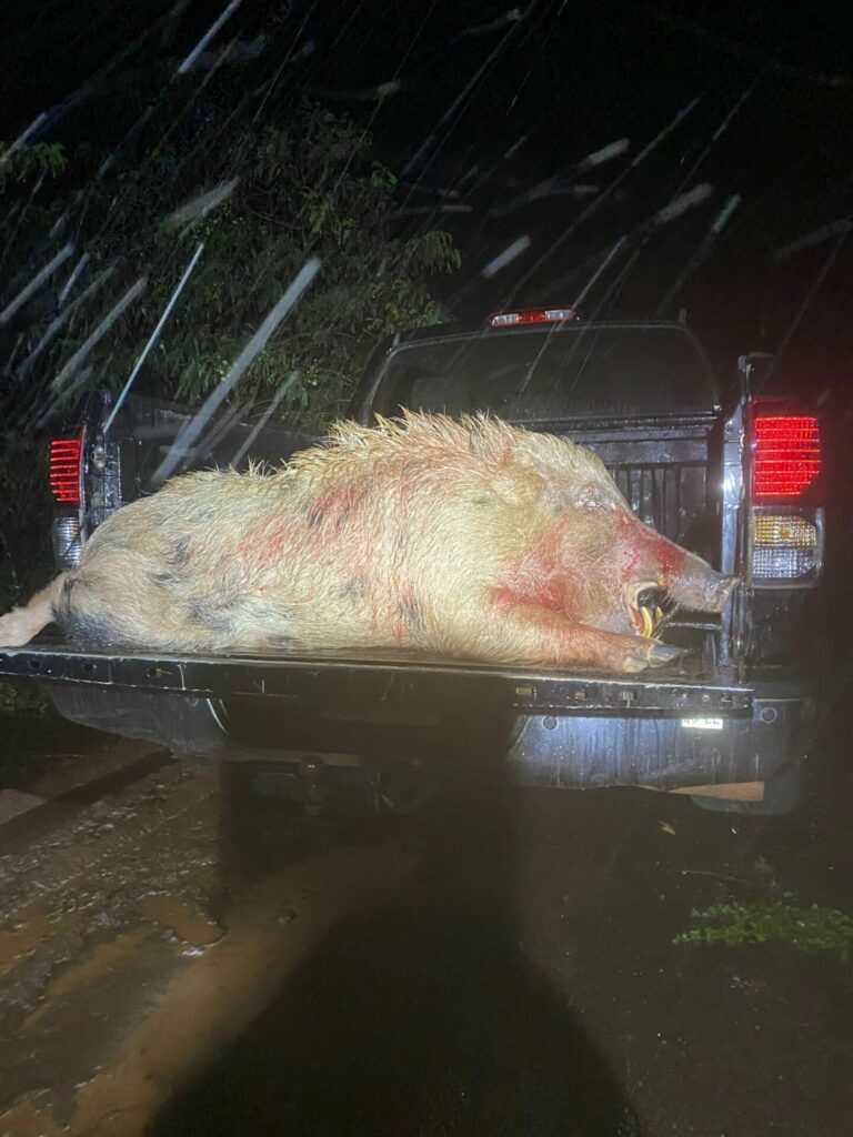 Hawaii Hog Hunting