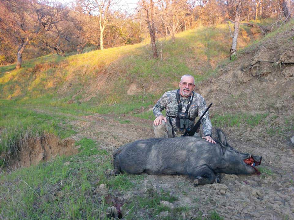 california pig hunting