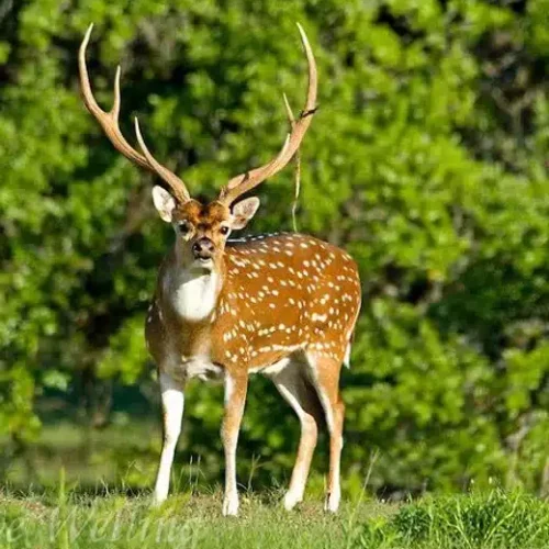 axis deer hunting maui hawaii