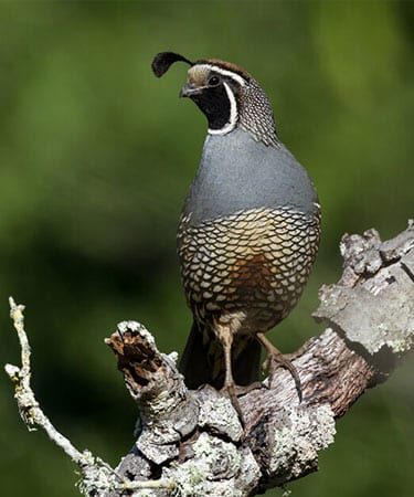 Quail Hunting California