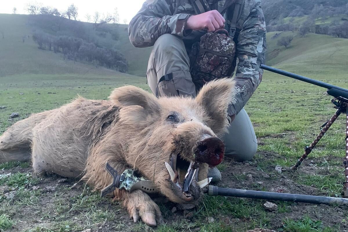 Wild boar hunting california