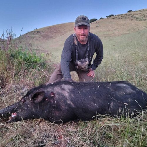 California Hog Hunting