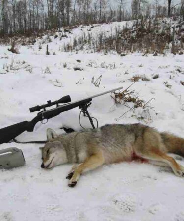 coyote hunting guide