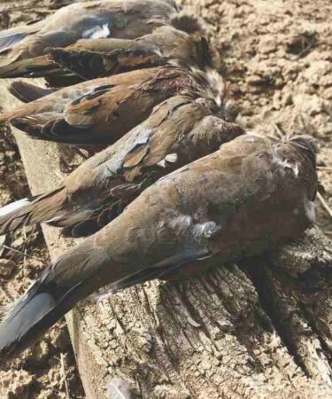 Dove Hunting in California