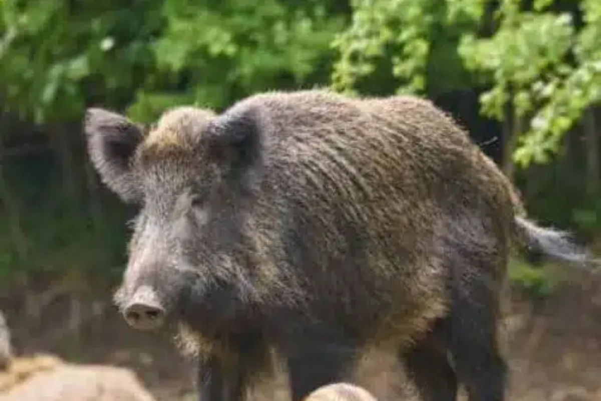 California hog hunting
