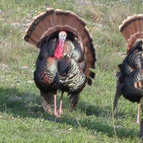 Turkey Hunting California